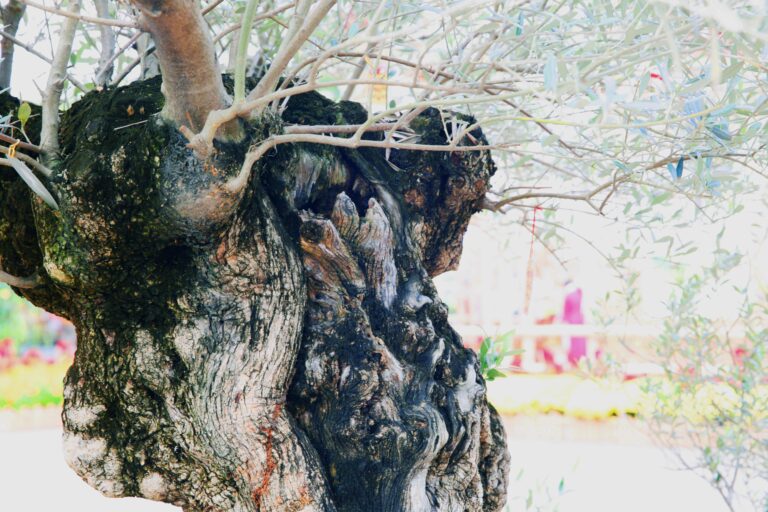 “Ancient Olive Tree” over 300 years old at Phu My Hung Flower Street