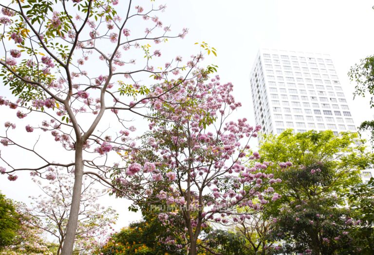 Rosy Trumpet Trees Bloom in Phu My Hung, Drawing Crowds for “Check-Ins”