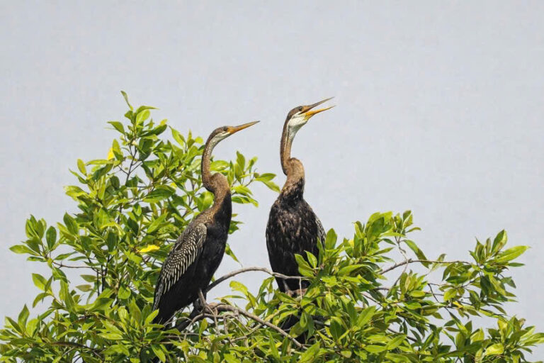 A rare moment in nature: dozens of birds listed in the Red Book spotted at Crescent Lake