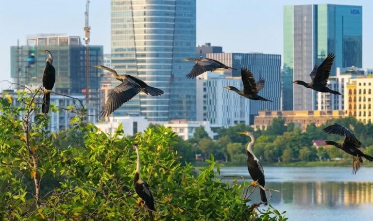 Phu My Hung A Haven For Wild Birds